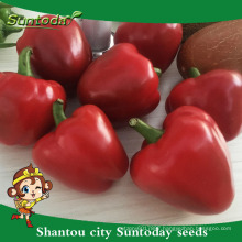 Suntoday vegetable Organic up where to buy veg home pepper chilli garden Chinese vegetable seeds catalogue for sale(21004)